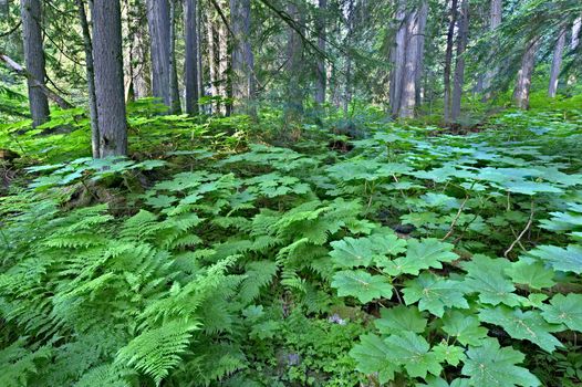Lush green cold rain forest in Mount Revelstoke National Park, Canada.