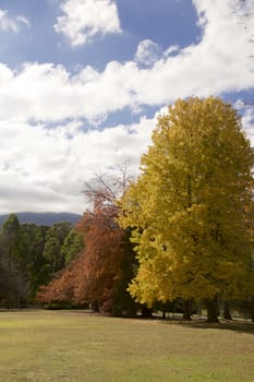 Autumn Trees in a garden in Maryville, Melbourne, Australia