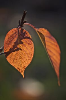Leaf in the sunlight, nature