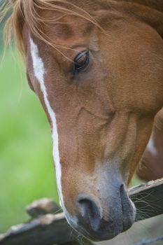 Brown Horse at a fence, countryside scene