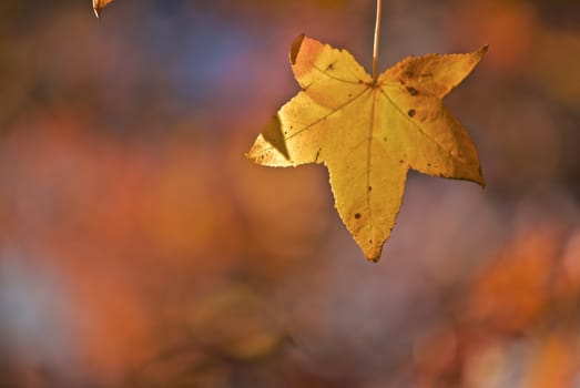 Autumn Leaves in a forrest