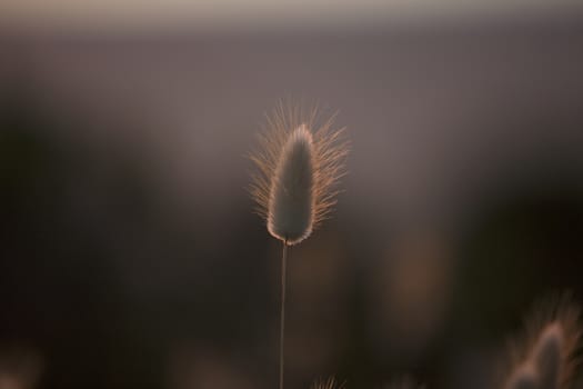 Grass Seed Pod, Background