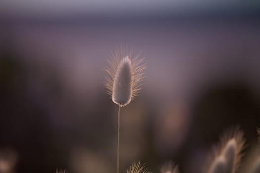 Grass Seed Pod, Background