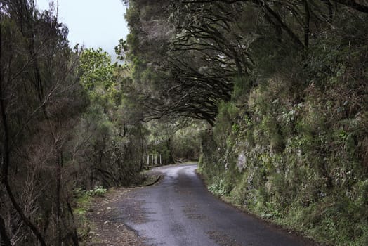 nature area to the levada das 25 fontes on madeira island