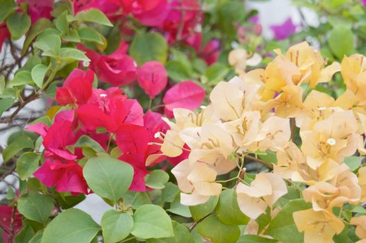 Yellow and red bougainvillea blooming flower with green leaves in garden.