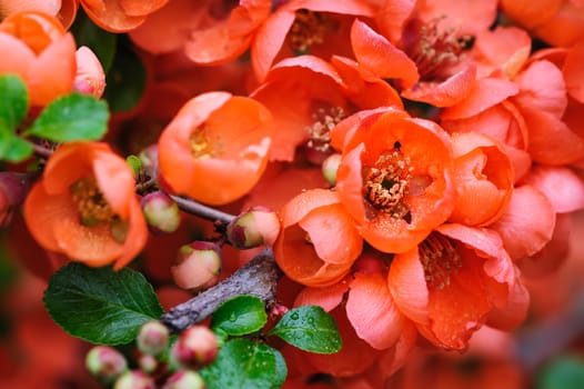 Blossoms of flowering japanese quince closeup macro