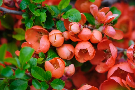 Blossoms of flowering japanese quince closeup macro