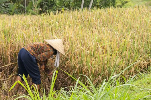 Terraced Rice Field in Bali. Organic farming. Earth international day - April 22 2016. Environmental protection planet 