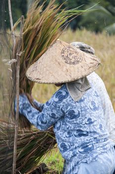 Terraced Rice Field in Bali. Organic farming. Earth international day - April 22 2016. Environmental protection planet 