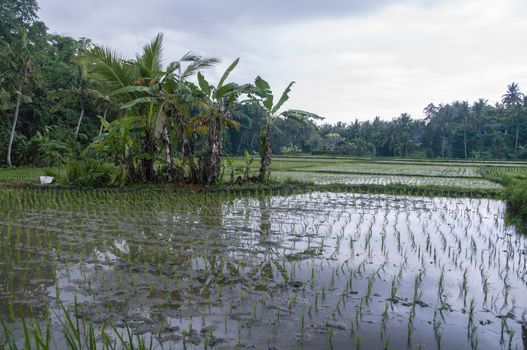Rice Field in Bali. Organic farming. Earth international day - April 22 2016. Environmental protection planet 