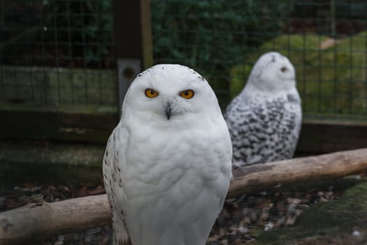 Portrait of a Snowy Owl on a white background