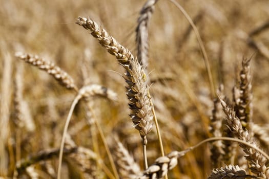   an agricultural field with yellowed ripe cereal in the summer