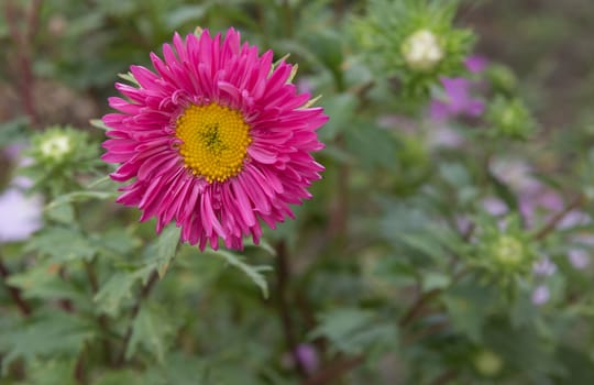 Daisy spring flowers