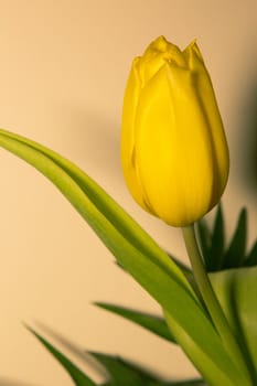 Yellow tulip flowers