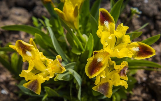 Yellow iris flowers