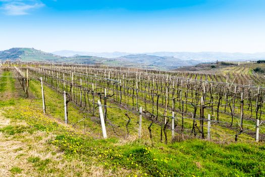 vineyards on the hills in spring, Soave, Italy