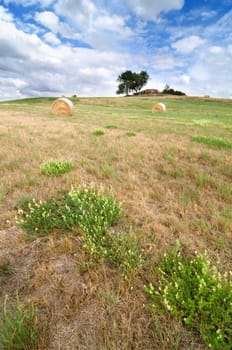 Cut meadow with straw and trees in the background.