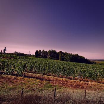 Hill of Tuscany with Vineyard in the Chianti Region at Sunset, Vintage Style Toned Picture