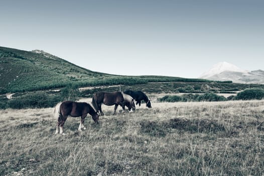 Horses Grazing on a Meadow of the European Peaks in Spain, Vintage Style Toned Picture