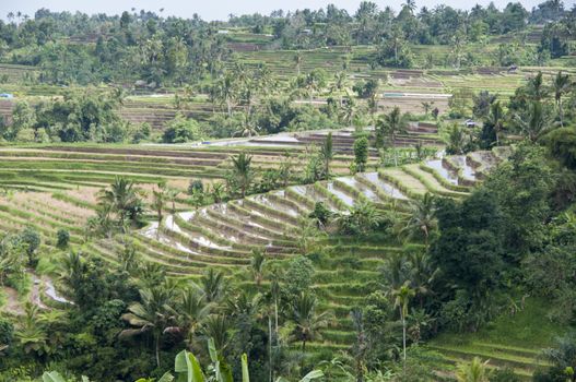 Terraced Rice Field in Bali. Organic farming. Earth international day - April 22 2016. Environmental protection planet 