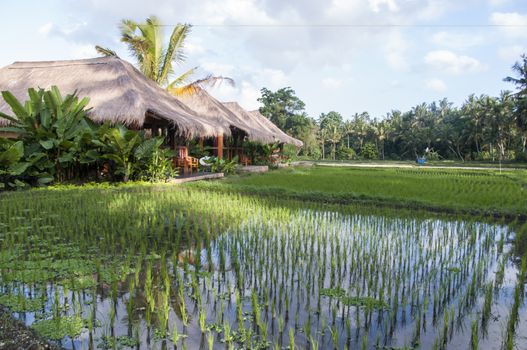 Terraced Rice Field in Bali. Organic farming. Earth international day - April 22 2016. Environmental protection planet 