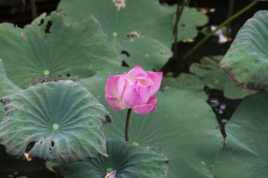 Pink closed lotus Nelumbo nucifera flower over green background