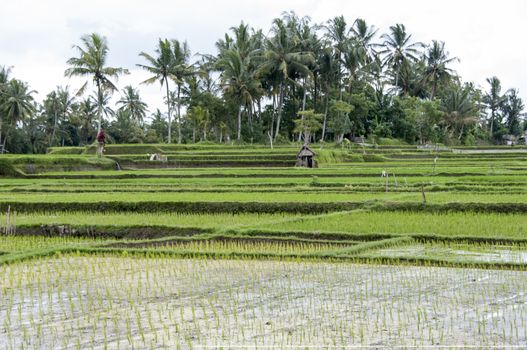 Terraced Rice Field in Bali. Organic farming. Earth international day - April 22 2016. Environmental protection planet 