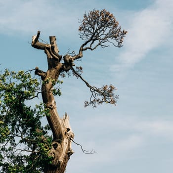 Old tree detail and sky background