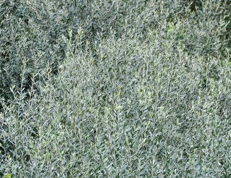 Olive tree foliage in spring, Italy