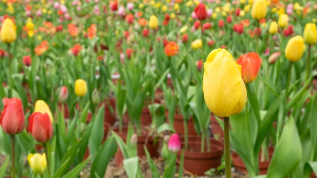 The group of beautiful yellow tulip flower at the garden in the morning.