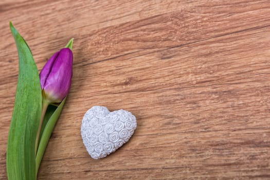 Violet tulip and white heart on a wooden background