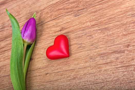 Violet tulip and red heart on a wooden background