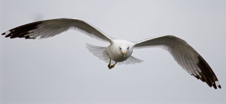 Beautiful isolated photo of the flying gull in the sky