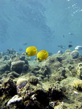 coral reef with exotic fishes butterflyfishes on the bottom of tropical sea