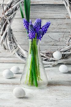 Cut branches of hyacinths in glass flask.Photography in a light tone