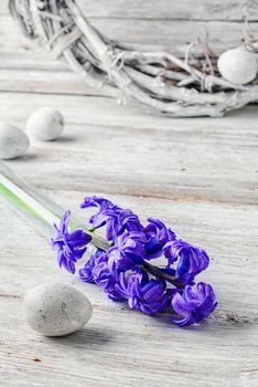 Cut branches of hyacinths in glass flask.Photography in light tone