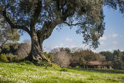 Old Olive tree cultivated in a Mediterranean farm