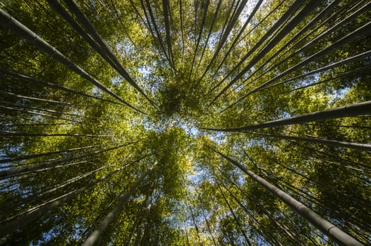 Ancient bamboo forest seen from the ground level up