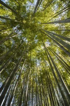 Ancient bamboo forest seen from the ground level up