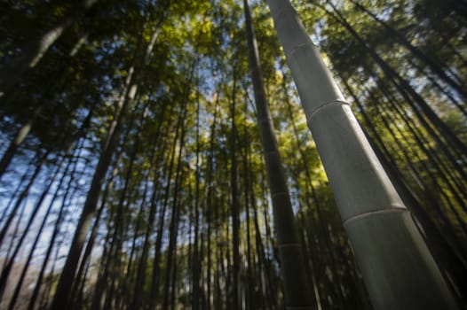 Ancient bamboo forest seen from the ground level up