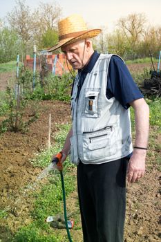 Elderly farmer with hat watering crops in early spring