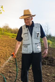 Elderly farmer with hat watering crops in early spring