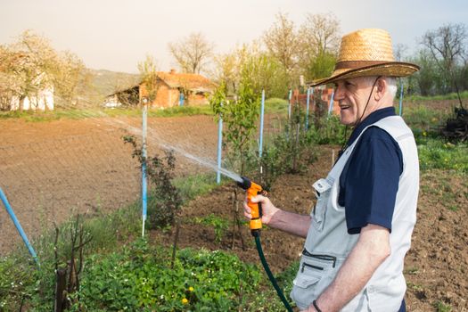 Elderly farmer with hat watering crops in early spring