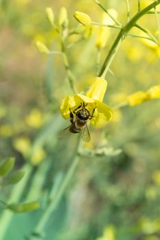 Worker bee on yellow flower with blurred background
