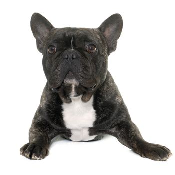 brown french bulldog in front of white background
