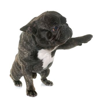 brown french bulldog giving paw in front of white background