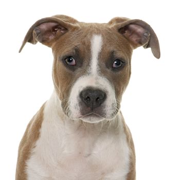 puppy american staffordshire terrier in front of white background