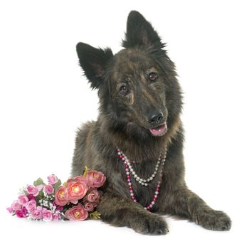 Dutch Long haired shepherd in front of white background