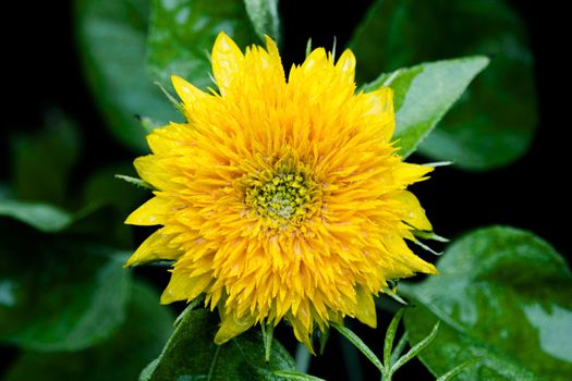 a wet yellow dwarf sunflower close up from the top with green leaves below
