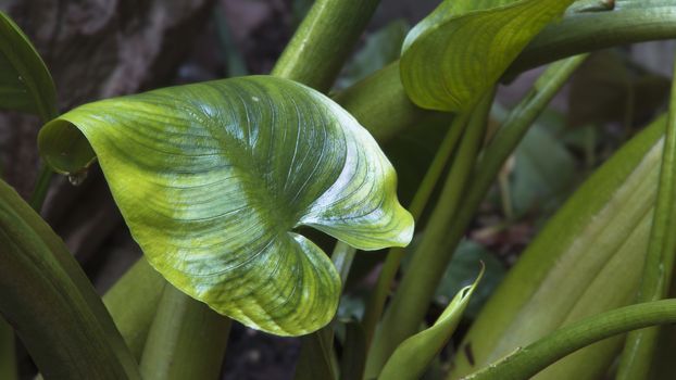 a green water plant leaf up close in a damp shaded surrounding of plants